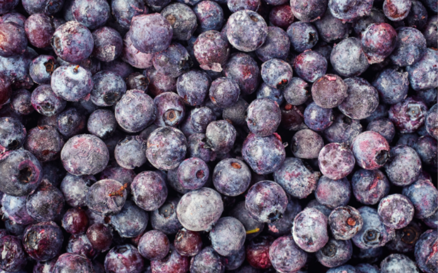 Monavale Organic Blueberries