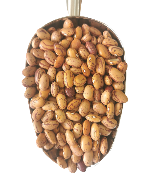 Organic Borlotti Beans