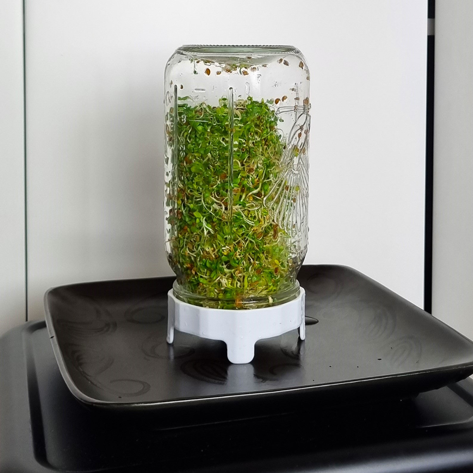 Sprouting Jar Kit