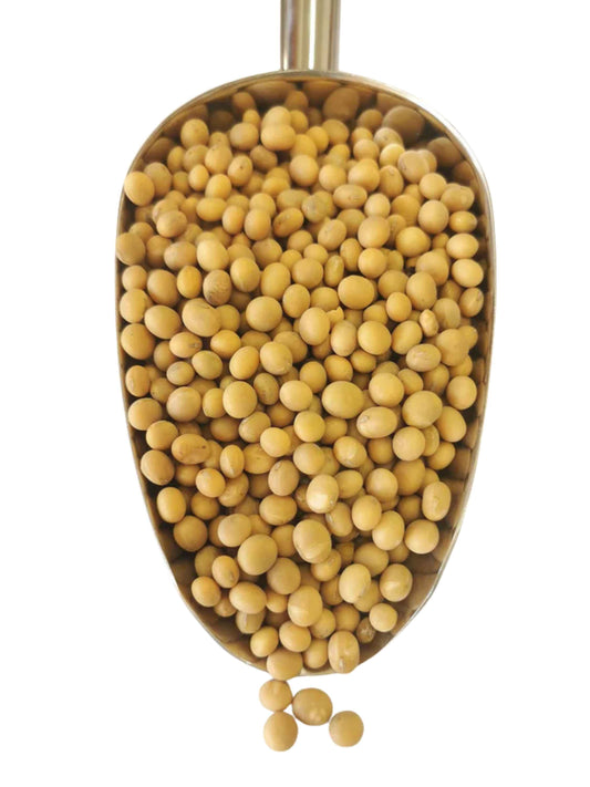 NZ Grown Whole Soy Beans